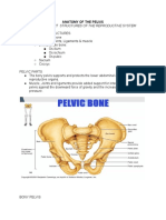 Anatomy of The Pelvis