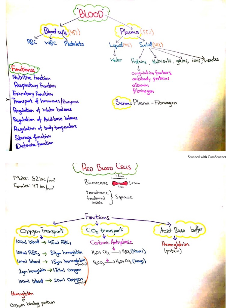 Blood Physiology Study Notes PDF | PDF