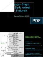 Major Steps in Early Animal Evolution (Review Nielsen, 2008