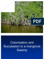 ion and Succession in a Mangrove Swamp
