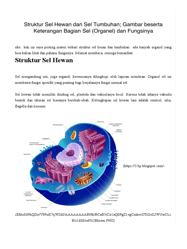 Struktur Sel Hewan Dan Sel Tumbuhan Gambar Beserta Keterangan Bagian