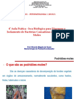 Aula Prática 4 Isca Biológica para Diagnose e Isolamento de Bactérias Pectinolíticas