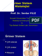 2) Üriner Sistem Histolojisi