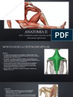 Anatomia II (Musculos)