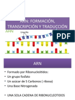 Arn: Formación, Transcripción Y Traducción