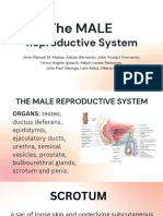 The MALE Reproductive System Explained