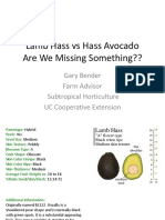 Lamb Hass Vs Hass Avocado Are We Missing Something