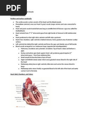 Chapter 20 Heart and Neck Vessels