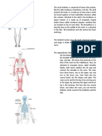 Skeletal System