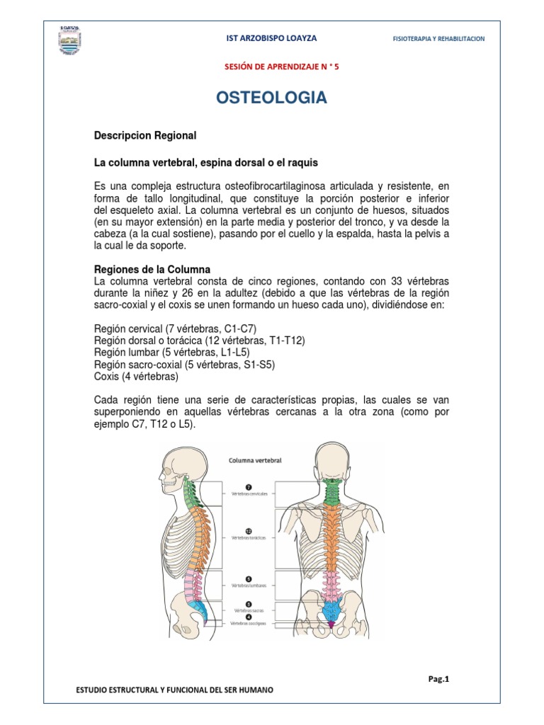 Estructura y Función de la Columna Vertebral | PDF | Vértebra | La ...