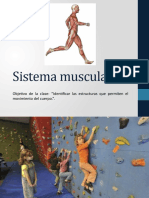 Sistema Muscular