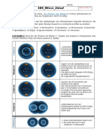 AB II-2 Mitosephasen Renzo Haro