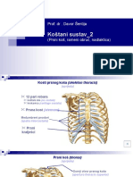 Kosti2 Prsni Koš Rameni Obruč Nadlaktica