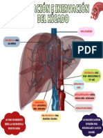 Irrigación e Inervación Del Hígado