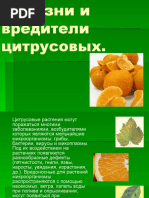 Болезни цитрусовых_презентация