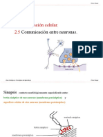 2.5 Comunicación Entre Neuronas