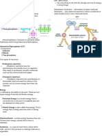 Adenosine Triphosphate ATP ATP Currency Used Throughout The Cell. Energy Carrier For Cells Mechanical Work To Move Cilia and Vesicles Transport Substances Across The Membrane and Perform Variou 1