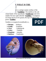 Nautilus