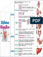 Sistema digestivo: definición y componentes principales