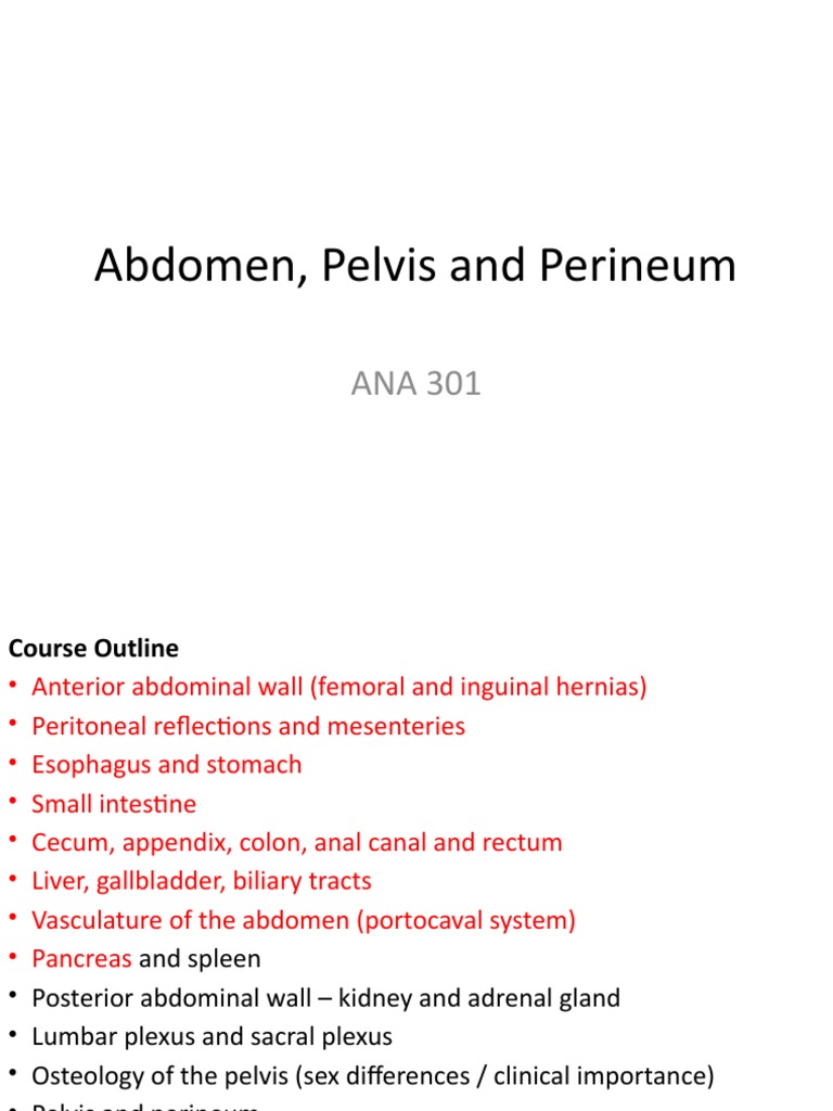 Anterior Abdominal Wall | PDF | Abdomen | Pelvis