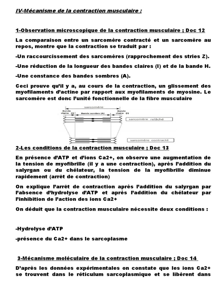 Mécanisme de la contraction musculaire | PDF | Contraction du muscle ...