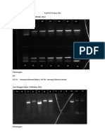Hasil PCR Primer RBCL