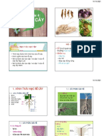 BÀI 3 RỄ CÂY (2010) PDF