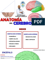 Semana 8 - Anatomía Del Cerebro Anterior