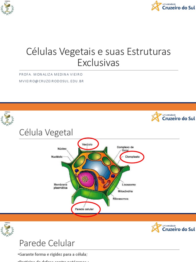 Estruturas Exclusivas das Células Vegetais | PDF | Parede celular | Célula  (Biologia), image size:768x1024