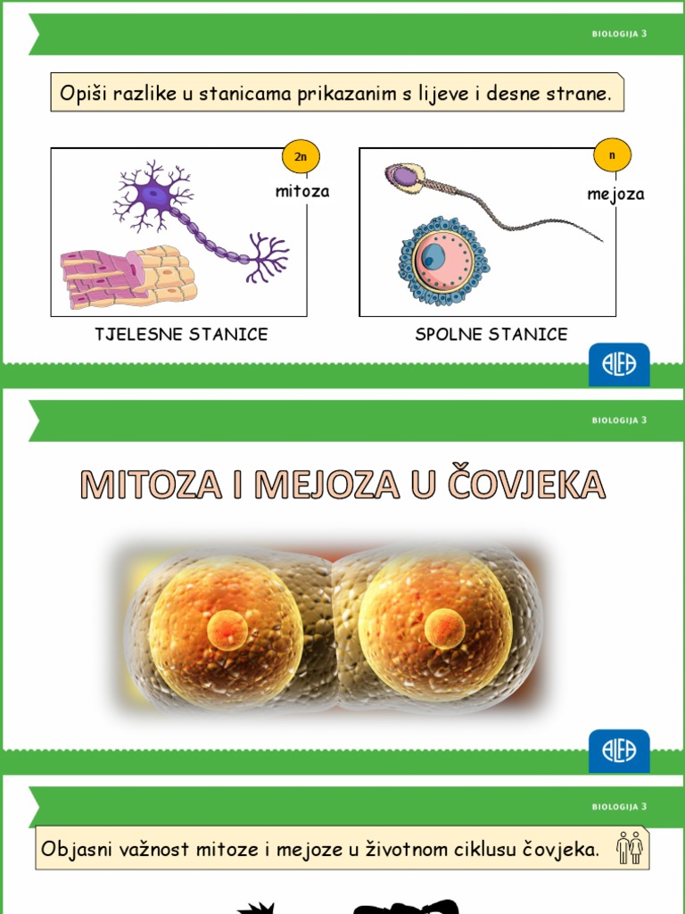 Mitoza I Mejoza U Čovjeka (2 Sata) | PDF
