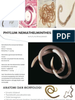 Phylum Nemathelminthes (Nematoda)