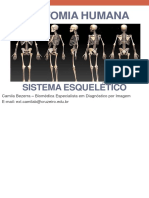 Anatomia Humana - Sistema Esquelético