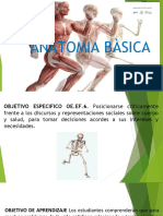 Anatomía básica: guía para comprender la estructura y funciones del cuerpo humano