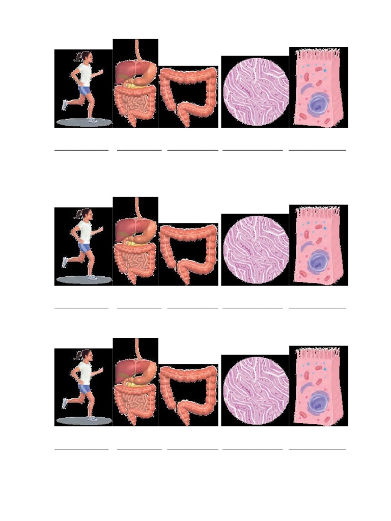 111 Organizacion Biologica PDF