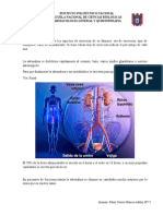 Excreción adrenalina renal 50