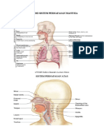 Anatomi Sistem Pernafasan Manusia
