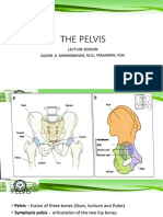 The Pelvis by DR - Glenn