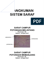 RANGKUMAN SISTEM SARAF