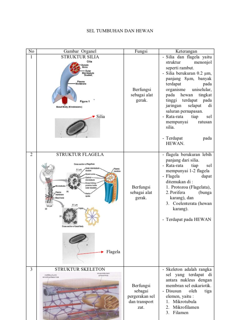  Sel  Tumbuhan Dan Hewan 