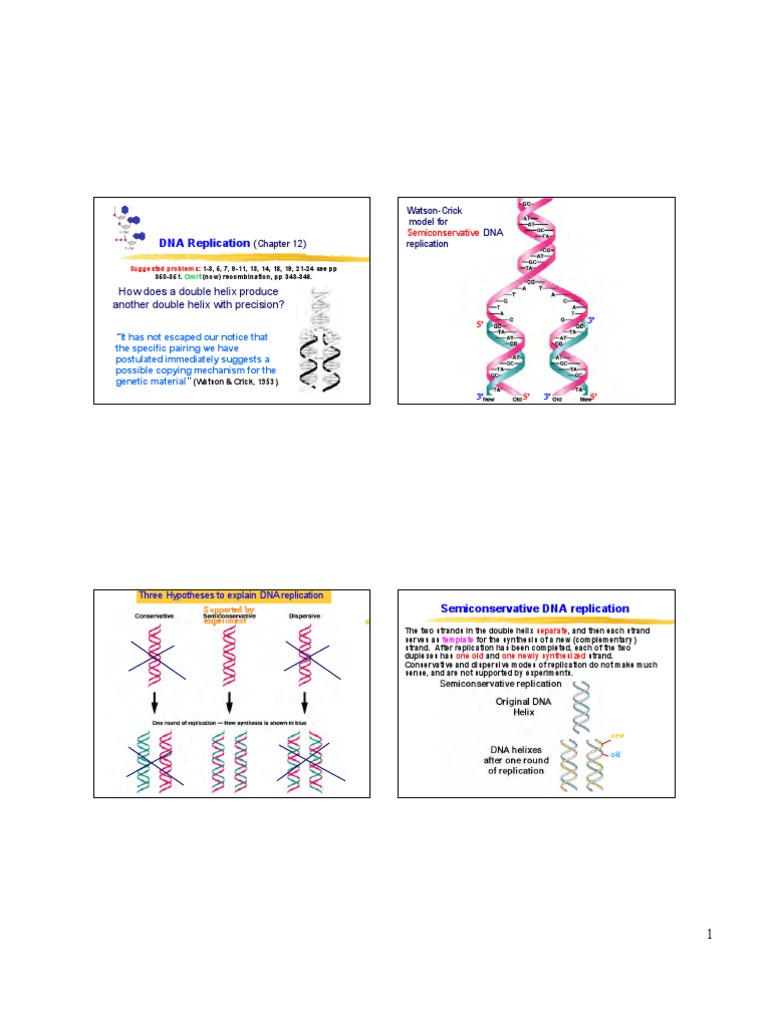DNA Replication | PDF