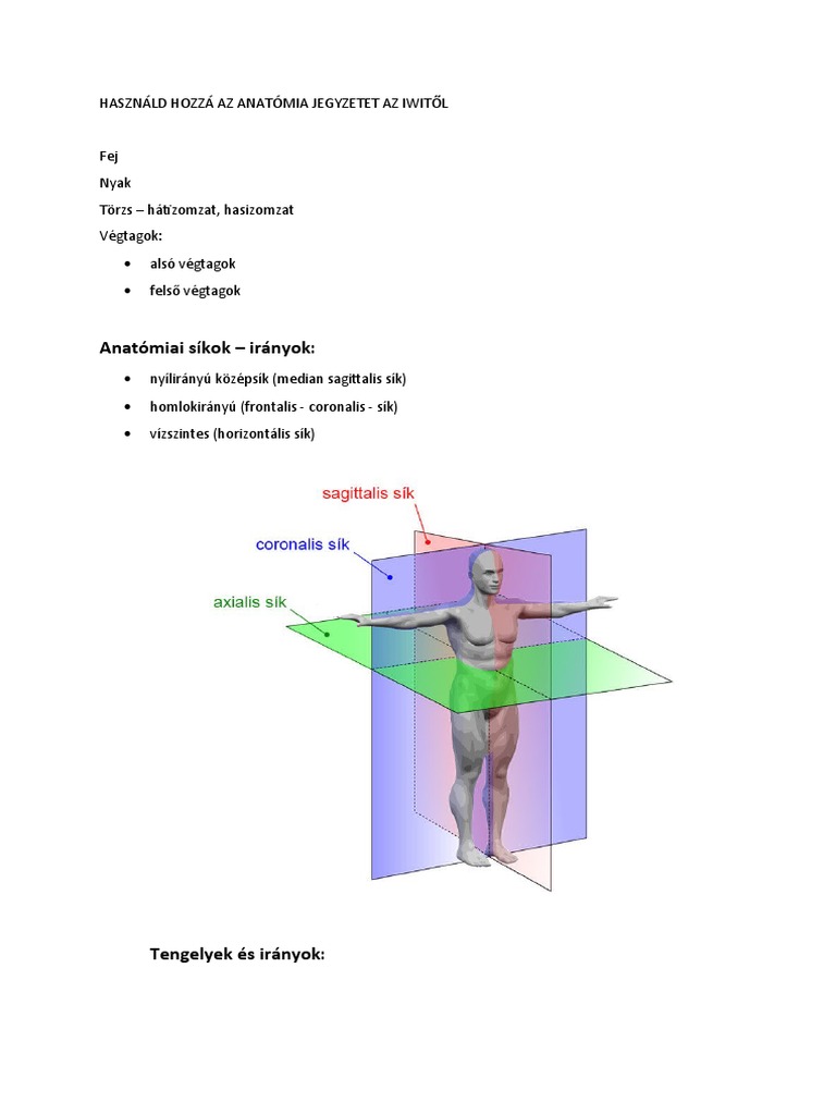 Felső Test Anatómia Jegyzetem Ea Szerint | PDF