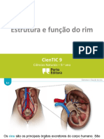 Estrutura e Função Do Rim