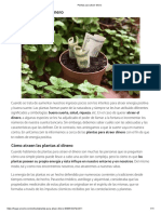 Plantas para Atraer Dinero