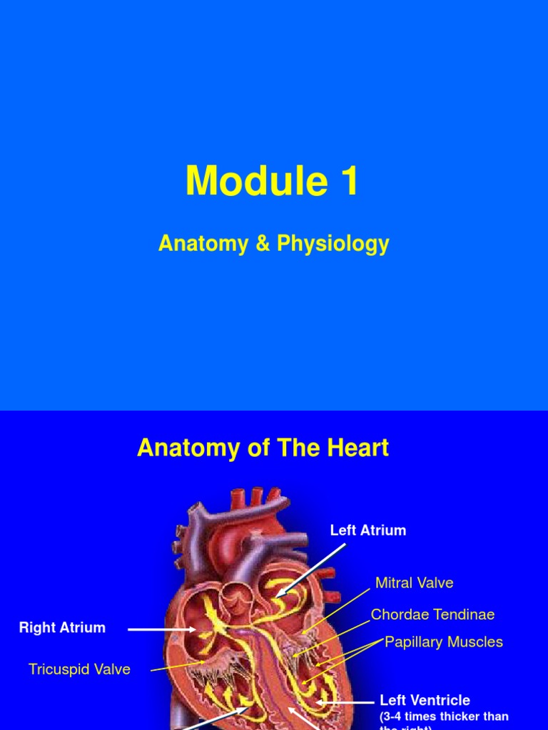 Heart Anatomy Pdf.Pdf | Introduction to the Human Circulatory System – FFLR