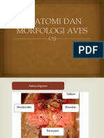 Anatomi Dan Morfologi Aves
