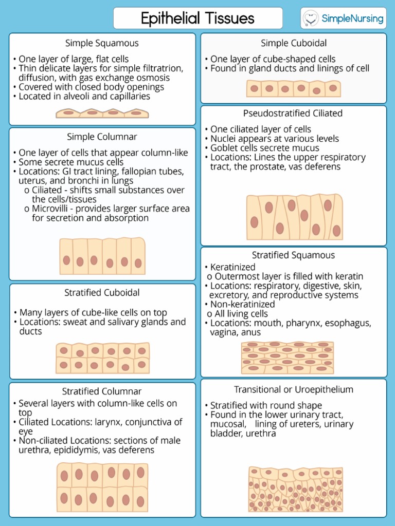 Epithelial Tissues | PDF