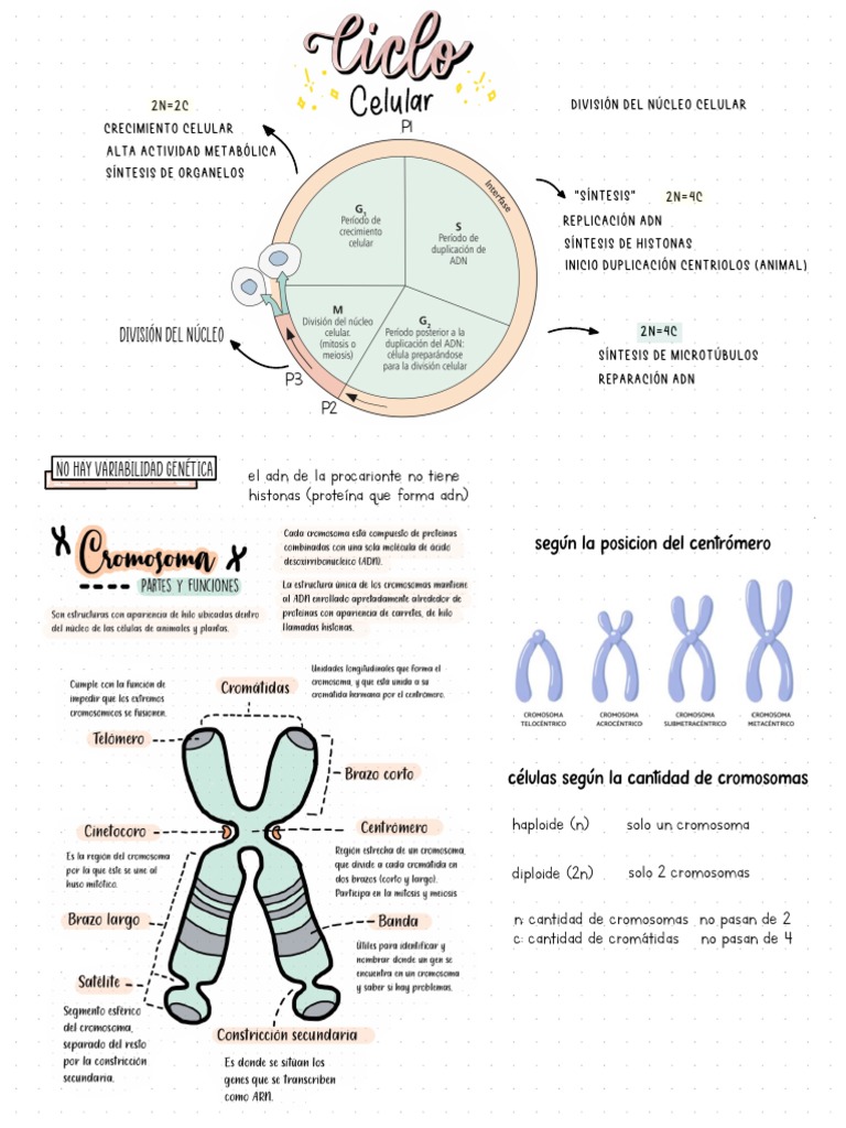 Ciclo Celular y Mitosis: Procesos y Fases | PDF | Mitosis | Mitosis