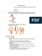 Anatomía de la columna vertebral y sus partes