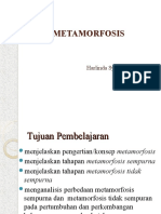 Pertemuan 13 Metamorfosis