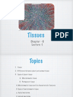 Plant Tissue Types and Functions
